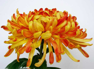 什么植物吸收甲醛最好？吸收甲醛的室內(nèi)植物