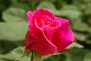 什么植物吸收甲醛最好？吸收甲醛的室內(nèi)植物