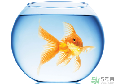 家里養(yǎng)魚(yú)好嗎？家里養(yǎng)魚(yú)有什么講究？