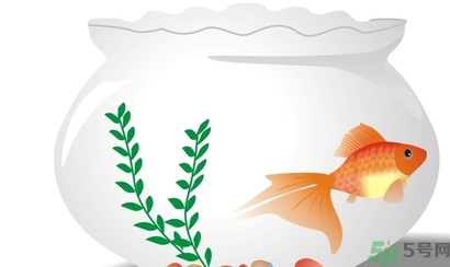 家里養(yǎng)魚(yú)好嗎？家里養(yǎng)魚(yú)有什么講究？