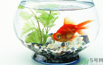 家里養(yǎng)魚(yú)好嗎？家里養(yǎng)魚(yú)有什么講究？