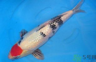 家里養(yǎng)什么魚好？家里養(yǎng)魚幾條最好？