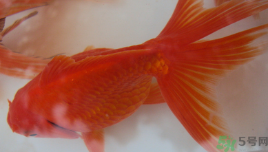 家里養(yǎng)什么魚好？家里養(yǎng)魚幾條最好？