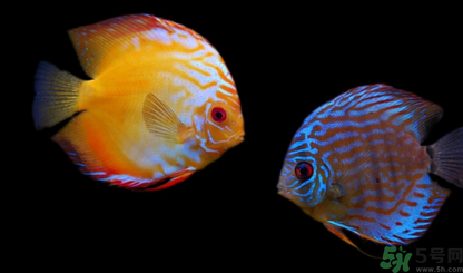 家里養(yǎng)什么魚好？家里養(yǎng)魚幾條最好？