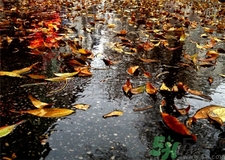 一場秋雨一場寒的意思?一場秋雨一場寒從什么時候開始?