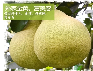 文旦柚的功效作用 文旦柚的營養(yǎng)價(jià)值食用禁忌 文旦柚的功效作用 文旦柚的營養(yǎng)價(jià)值食用禁忌