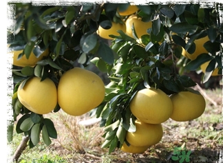 文旦柚的功效作用 文旦柚的營養(yǎng)價(jià)值食用禁忌 文旦柚的功效作用 文旦柚的營養(yǎng)價(jià)值食用禁忌