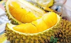 榴蓮能放冰箱嗎？榴蓮放在冰箱能保存幾天？