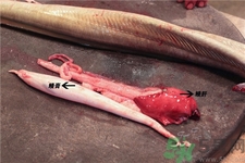 鰻魚的營養(yǎng)價(jià)值 鰻魚的功效與作用 鰻魚的營養(yǎng)價(jià)值 鰻魚的功效與作用