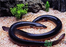 鰻魚的營養(yǎng)價(jià)值 鰻魚的功效與作用 鰻魚的營養(yǎng)價(jià)值 鰻魚的功效與作用