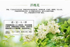 洋槐蜜是什么？洋槐蜜的作用與功效有哪些？