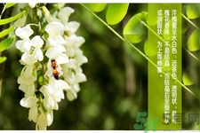 洋槐蜜是什么？洋槐蜜的作用與功效有哪些？
