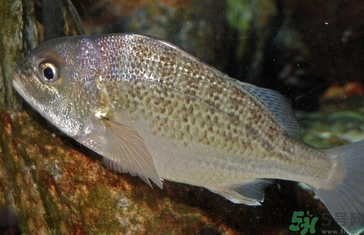 魚眼睛可以吃嗎？吃魚眼睛有什么好處？