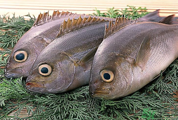 魚眼睛可以吃嗎？吃魚眼睛有什么好處？