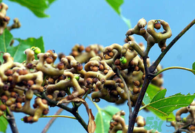 萬壽果泡酒的功效 萬壽果怎樣泡酒 萬壽果泡酒的功效 萬壽果怎樣泡酒