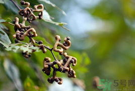 萬壽果泡酒的功效 萬壽果怎樣泡酒 萬壽果泡酒的功效 萬壽果怎樣泡酒