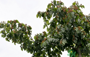 萬(wàn)壽果的功效與作用 萬(wàn)壽果的保健功效 萬(wàn)壽果的功效與作用 萬(wàn)壽果的保健功效