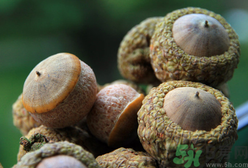 壯陽果可以泡水喝嗎？壯陽果泡水喝的功效與作用