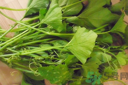 南瓜藤的功效作用有哪些？南瓜藤的食用價(jià)值是什么？