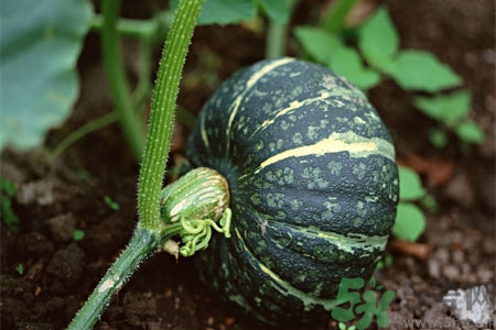 南瓜藤的功效作用有哪些？南瓜藤的食用價(jià)值是什么？