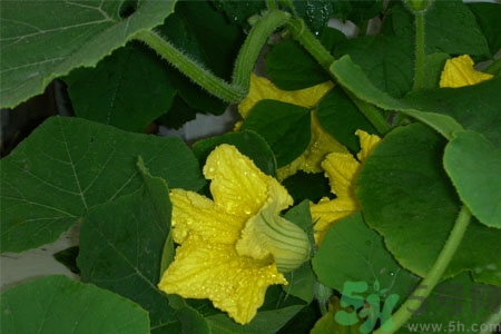 南瓜藤的功效作用有哪些？南瓜藤的食用價(jià)值是什么？