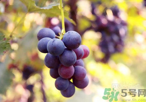 吃葡萄要吐皮嗎？吃葡萄皮好不好？