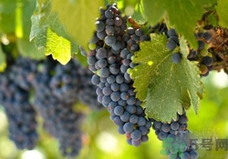 吃葡萄要吐皮嗎？吃葡萄皮好不好？