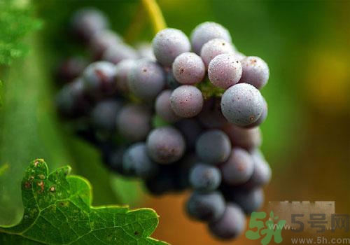 吃葡萄要吐皮嗎？吃葡萄皮好不好？