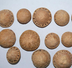 壯陽果怎么泡酒？ 壯陽果泡酒的功效與作用