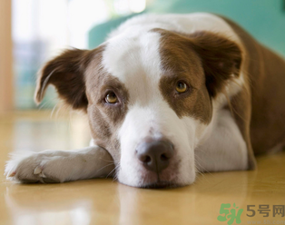 孕婦可以養(yǎng)狗嗎？養(yǎng)狗對(duì)孕婦有影響嗎？