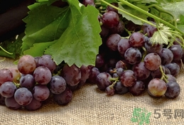 吃提子可以喝牛奶嗎?提子能和牛奶一起吃嗎? 吃提子可以喝牛奶嗎?提子能和牛奶一起吃嗎?