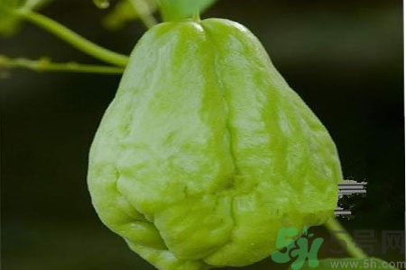 佛手瓜的功效與作用是什么？佛手瓜的營養(yǎng)價值有哪些？