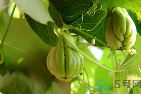 佛手瓜的功效與作用是什么？佛手瓜的營養(yǎng)價值有哪些？
