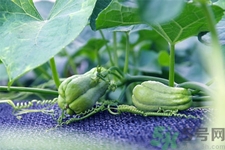 佛手瓜的功效與作用是什么？佛手瓜的營養(yǎng)價值有哪些？