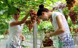 美人指是什么?美人指是轉(zhuǎn)基因葡萄嗎? 美人指是什么?美人指是轉(zhuǎn)基因葡萄嗎?