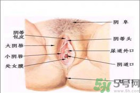 外陰瘙癢如何治療？外陰瘙癢可以用什么藥？？