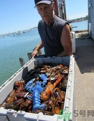 藍(lán)色龍蝦是怎么回事?藍(lán)色龍蝦能吃嗎 藍(lán)色龍蝦是怎么回事?藍(lán)色龍蝦能吃嗎