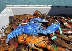 藍(lán)色龍蝦是怎么回事?藍(lán)色龍蝦能吃嗎 藍(lán)色龍蝦是怎么回事?藍(lán)色龍蝦能吃嗎