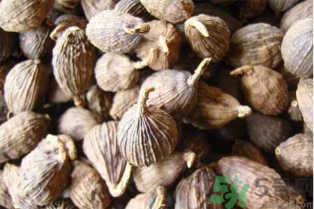 草果是什么？草果的功效與作用