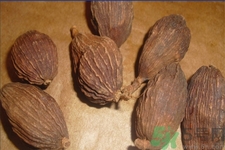 草果是什么？草果的功效與作用