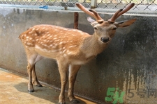 鹿角霜的藥用價值是什么？鹿角霜的功效和作用