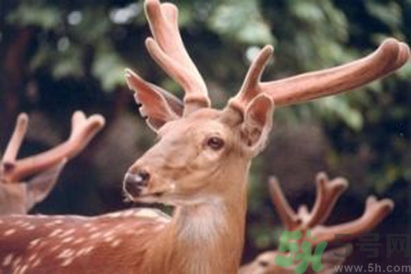 鹿角霜的藥用價值是什么？鹿角霜的功效和作用