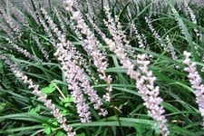 麥冬的營(yíng)養(yǎng)價(jià)值有哪些？麥冬的功效與作用是什么？