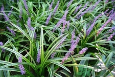 麥冬的營(yíng)養(yǎng)價(jià)值有哪些？麥冬的功效與作用是什么？