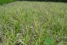 麥冬的營(yíng)養(yǎng)價(jià)值有哪些？麥冬的功效與作用是什么？