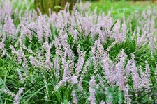 麥冬的營(yíng)養(yǎng)價(jià)值有哪些？麥冬的功效與作用是什么？