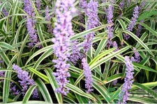 麥冬的營(yíng)養(yǎng)價(jià)值有哪些？麥冬的功效與作用是什么？