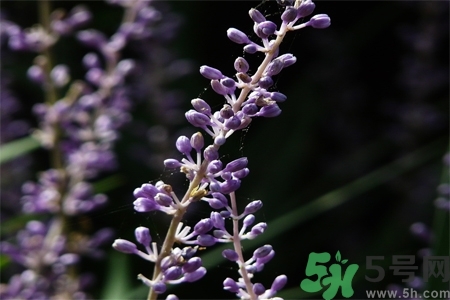 麥冬泡水喝的功效有哪些？麥冬泡水有什么禁忌？