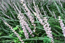 麥冬泡水喝的功效有哪些？麥冬泡水有什么禁忌？