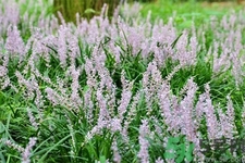 麥冬泡水喝的功效有哪些？麥冬泡水有什么禁忌？